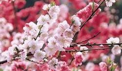 桃花爆料大百科最新一期,揭秘最新一期精彩内容